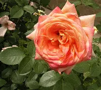 当逼王遇上驪王，足球豪强争奇斗妍